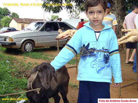 FloraAnimalOvelha