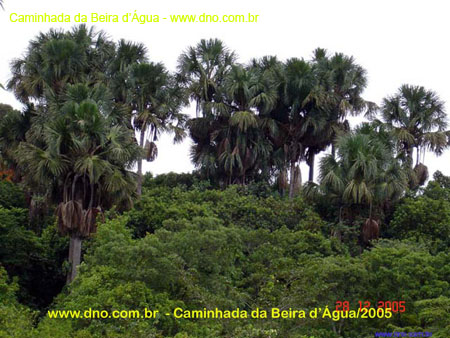 CaminhadaBeiraDagua_2005_061