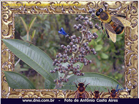 BaresFotomontagens_038
