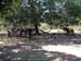 sucupira_2006_0051