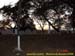 sucupira_2006_0074