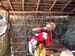 sucupira_2006_0084
