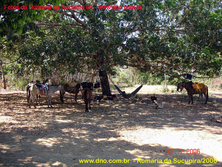 sucupira_2006_0247