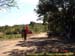 sucupira_2006_0253