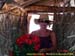 sucupira_2006_0261