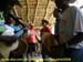 sucupira_2008_0053
