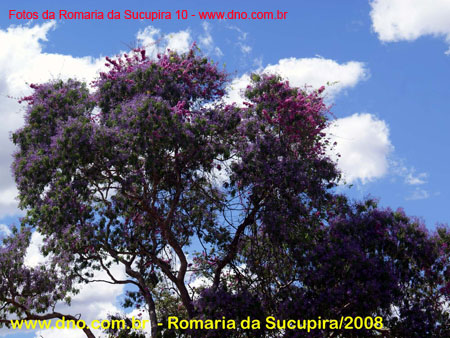 sucupira_2008_0194