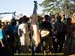 sucupira_2009_0034