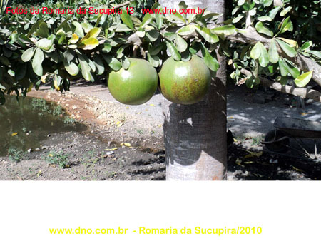 sucupira_2010_022