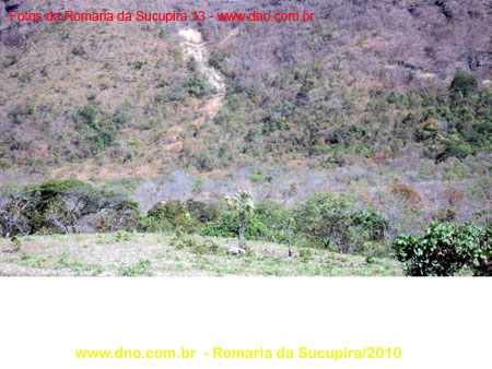 sucupira_2010_025