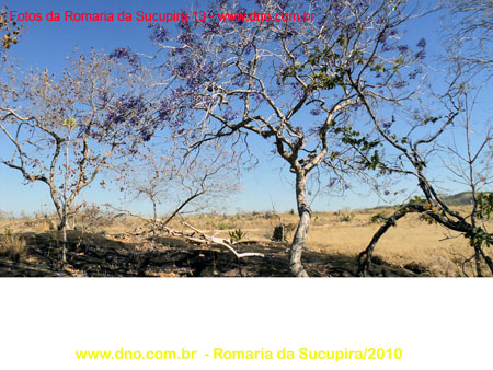 sucupira_2010_043